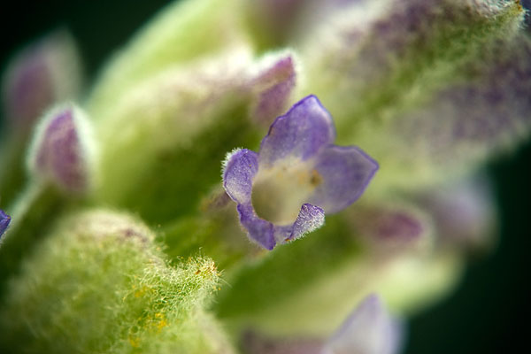 macro con objetivos enfrentados