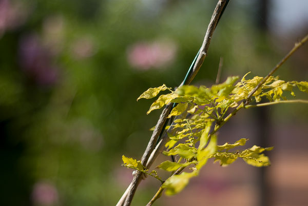 Profundidad de campo, f1.7