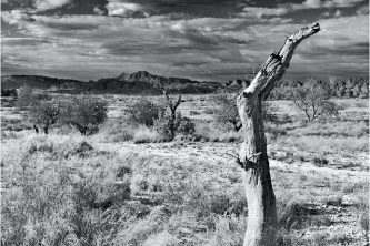 Secarral en blanco y negro