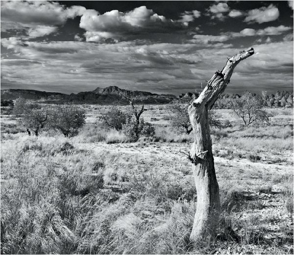 Secarral en blanco y negro