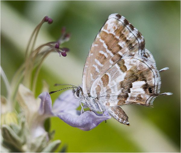 Cacyreus marshalli