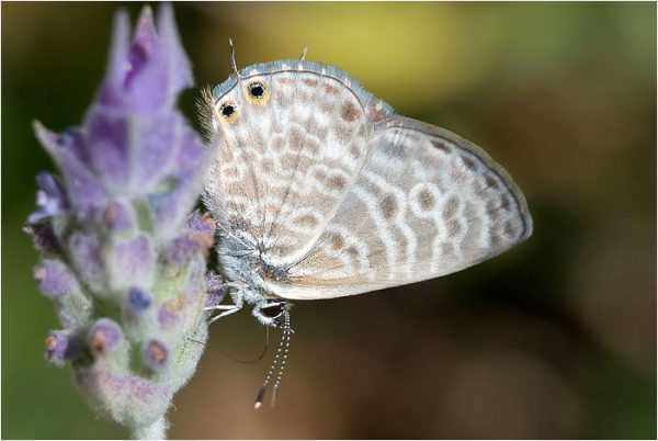 Leptotes pirithous