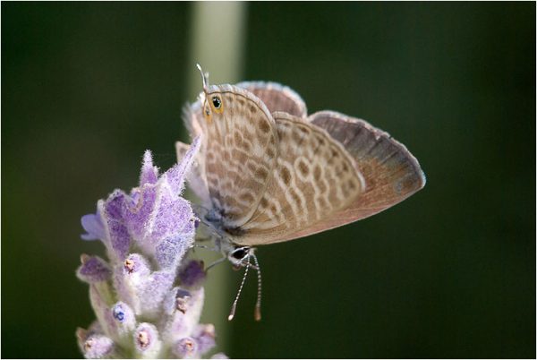 Leptotes pirithous