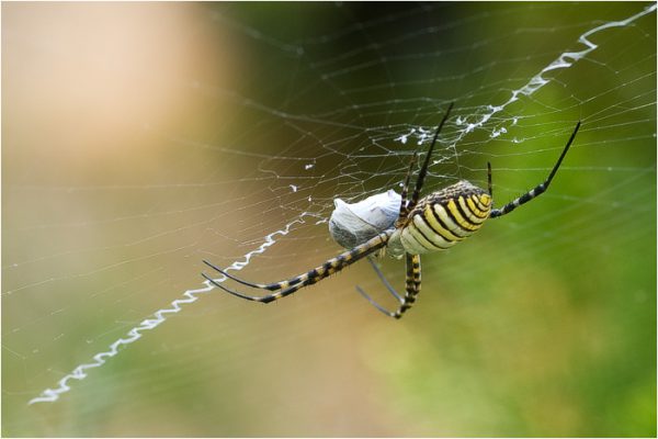 Argiope trifasciata