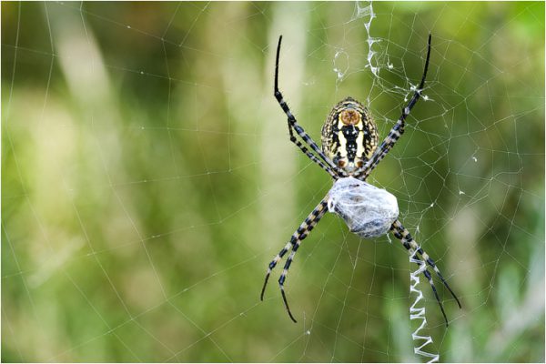 Argiope trifasciata