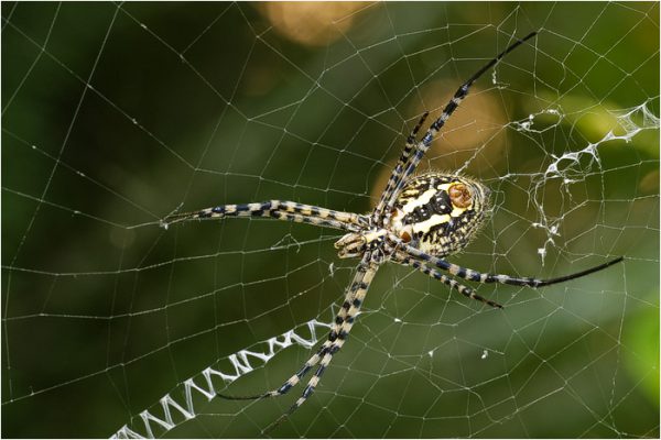 Argiope trifasciata