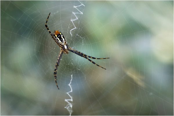 Argiope trifasciata