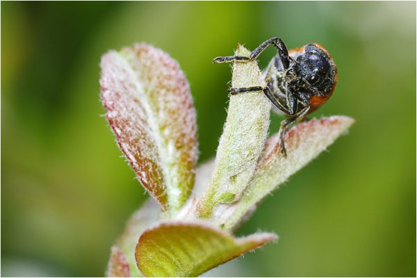 Lachnaia sexpunctata