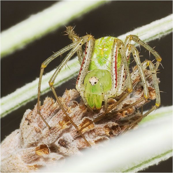Araña lince (Peucetia viridis)