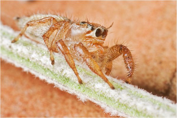 Araña saltadora