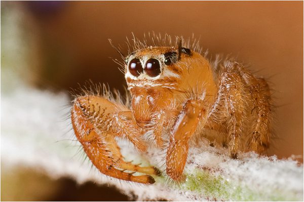 Araña saltadora