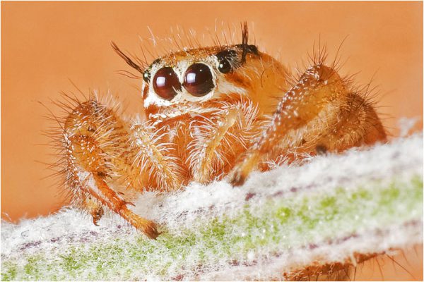 Araña saltadora