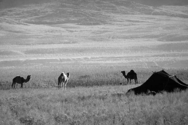 jaima y camellos