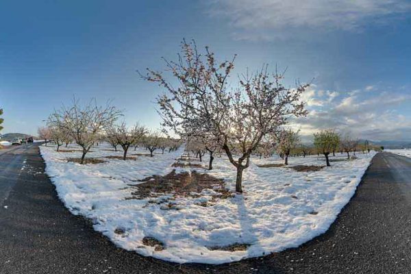 Nevada y almendros en flor